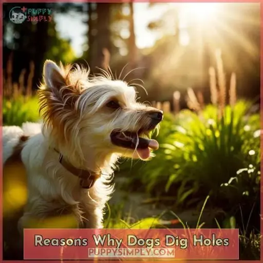 Reasons Why Dogs Dig Holes
