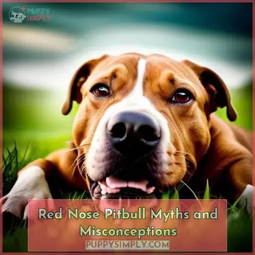 Red Nose Pitbull Myths and Misconceptions