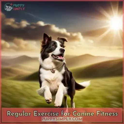 Regular Exercise for Canine Fitness
