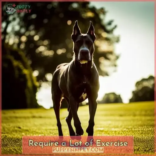 Require a Lot of Exercise