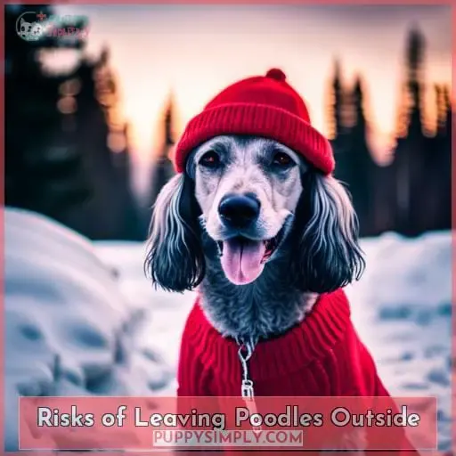 Risks of Leaving Poodles Outside