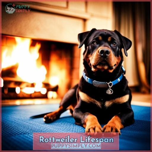 Rottweiler Lifespan