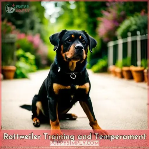 Rottweiler Training and Temperament