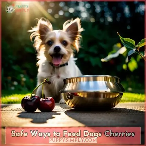 Safe Ways to Feed Dogs Cherries