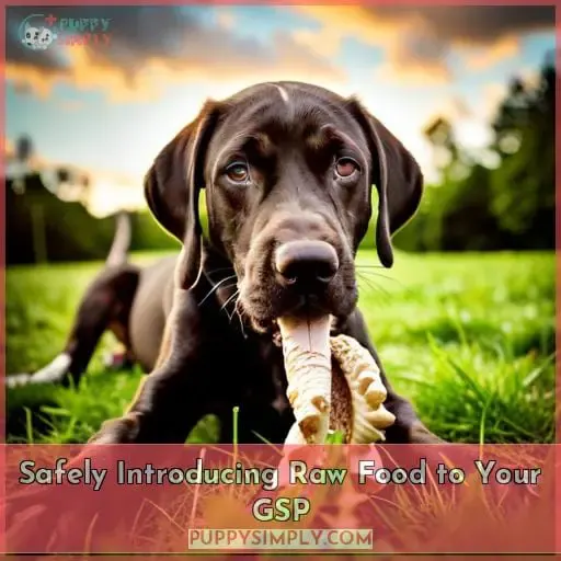 Safely Introducing Raw Food to Your GSP
