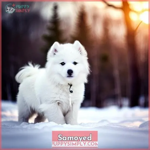 Samoyed