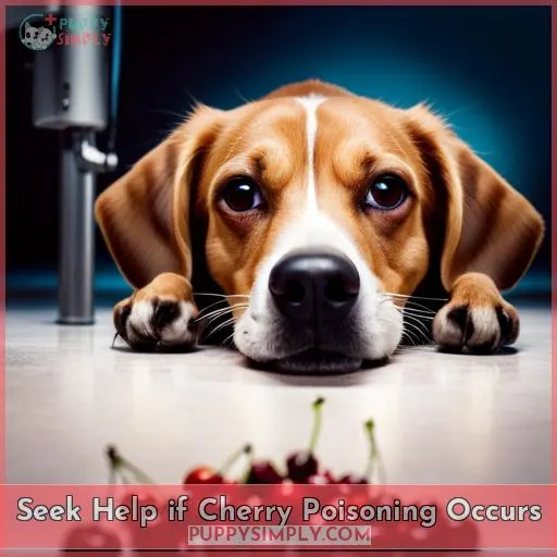 Seek Help if Cherry Poisoning Occurs