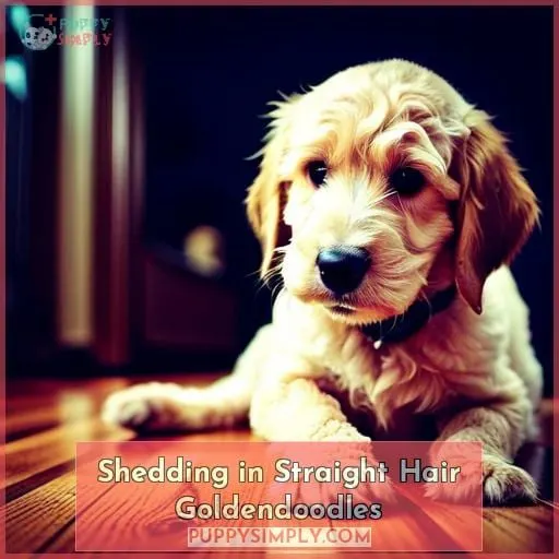 Shedding in Straight Hair Goldendoodles