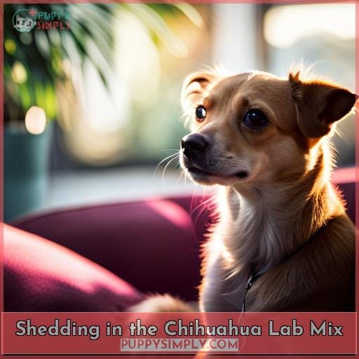 Shedding in the Chihuahua Lab Mix