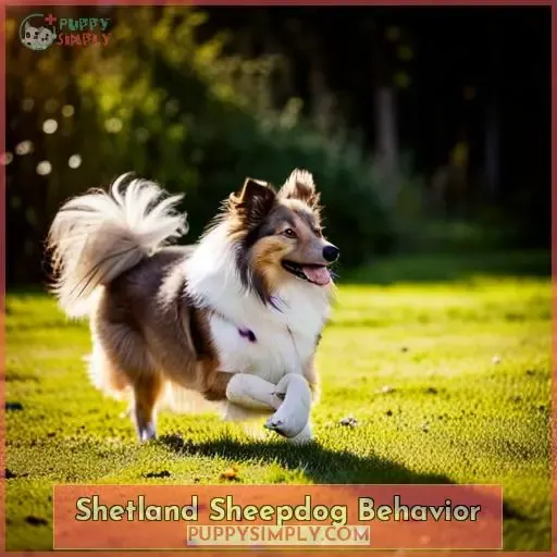 Shetland Sheepdog Behavior