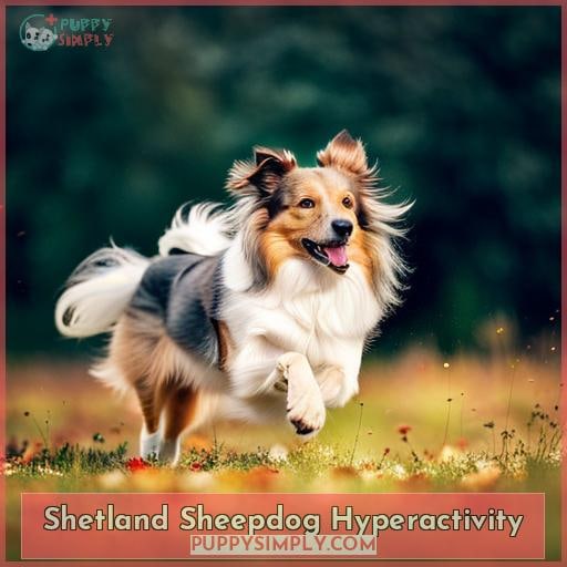 Shetland Sheepdog Hyperactivity