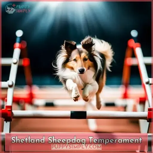 Shetland Sheepdog Temperament