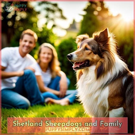 Shetland Sheepdogs and Family