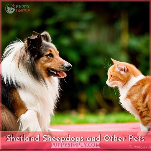 Shetland Sheepdogs and Other Pets