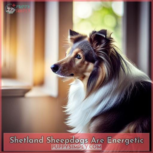 Shetland Sheepdogs Are Energetic