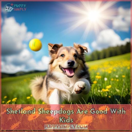 Shetland Sheepdogs Are Good With Kids