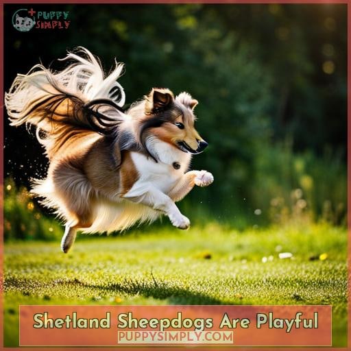 Shetland Sheepdogs Are Playful