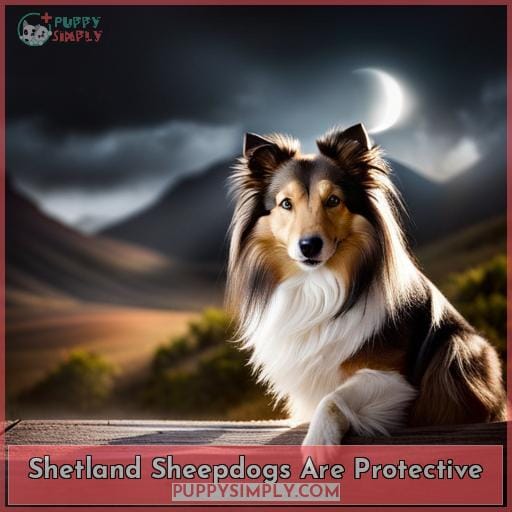 Shetland Sheepdogs Are Protective