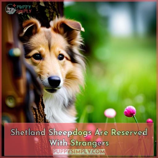 Shetland Sheepdogs Are Reserved With Strangers