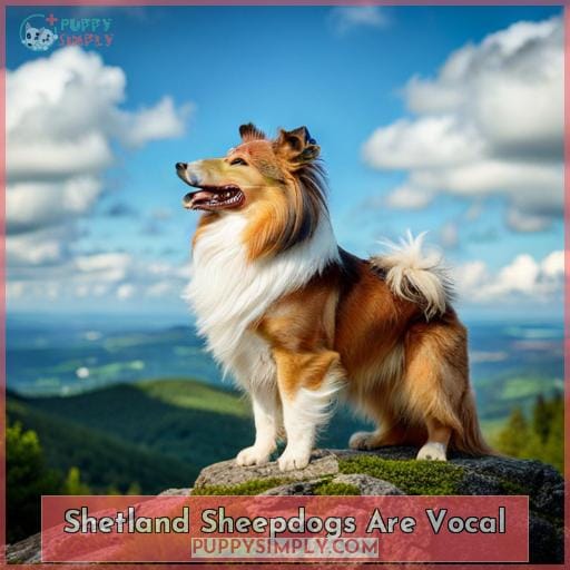 Shetland Sheepdogs Are Vocal