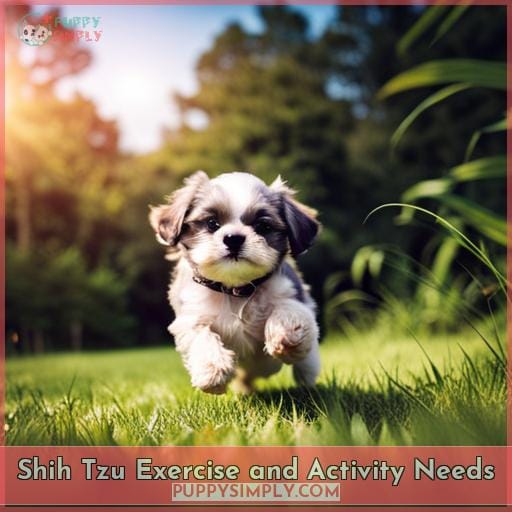 Shih Tzu Exercise and Activity Needs
