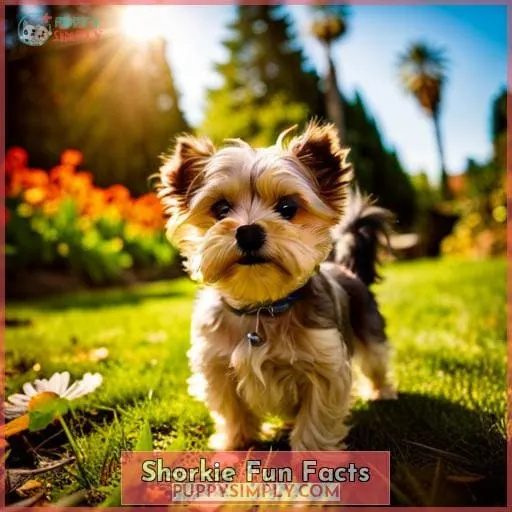 Shorkie Fun Facts