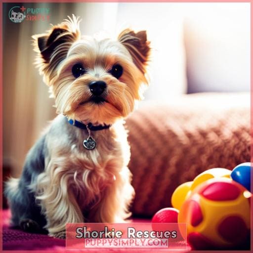 Shorkie Rescues