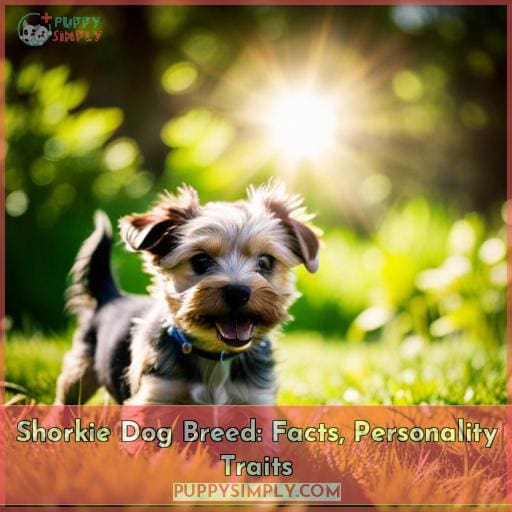 Shorkie Dog Breed: Facts, Personality Traits