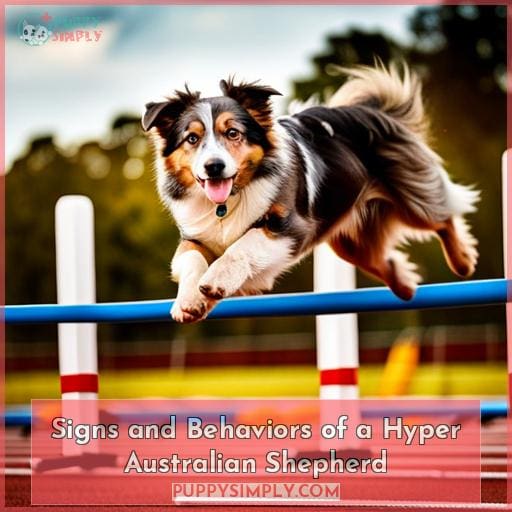 Signs and Behaviors of a Hyper Australian Shepherd