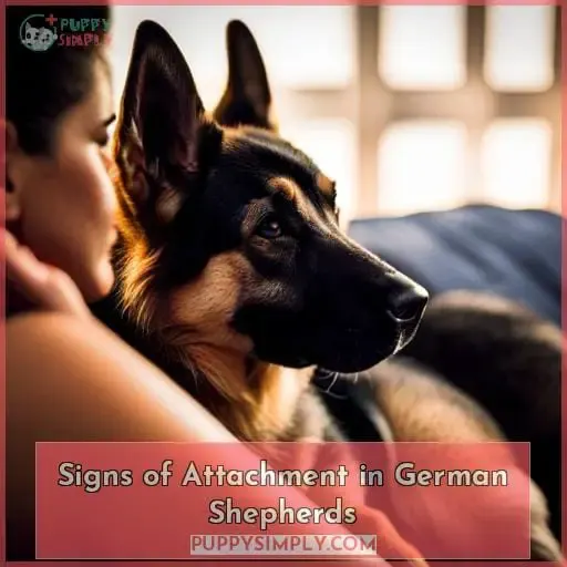 Signs of Attachment in German Shepherds