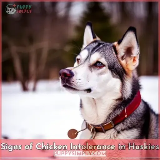 Signs of Chicken Intolerance in Huskies
