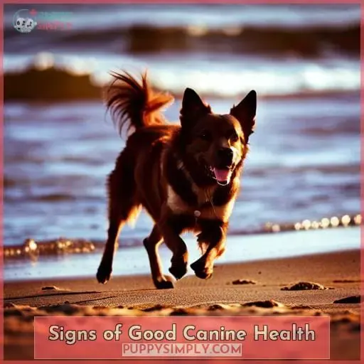 Signs of Good Canine Health