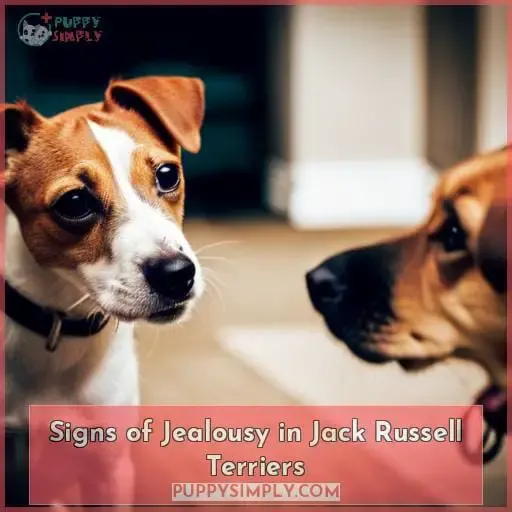 Signs of Jealousy in Jack Russell Terriers