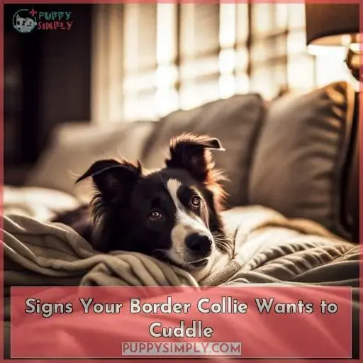 Signs Your Border Collie Wants to Cuddle