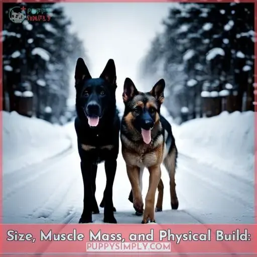 Size, Muscle Mass, and Physical Build: