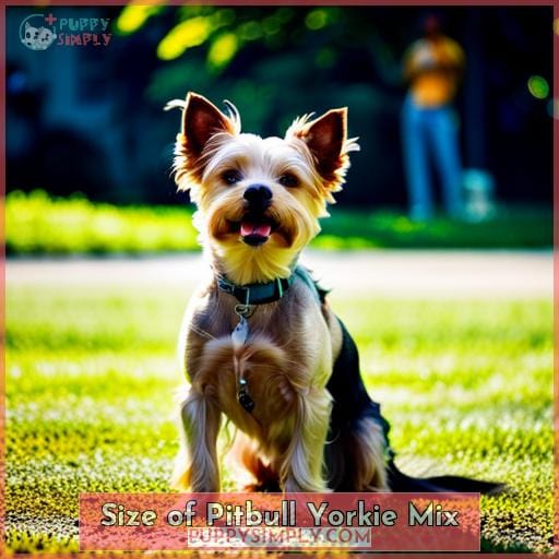 Pitbull Yorkie Mix: a Feisty and Lovable Small Dog Breed Hybrid