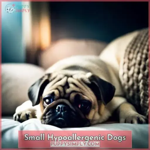 Small Hypoallergenic Dogs