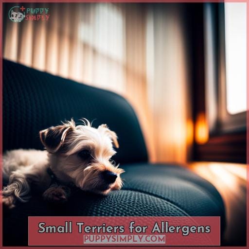 Small Terriers for Allergens