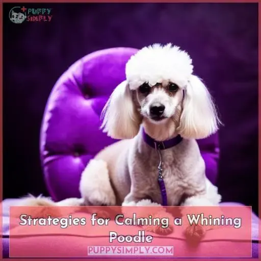Strategies for Calming a Whining Poodle