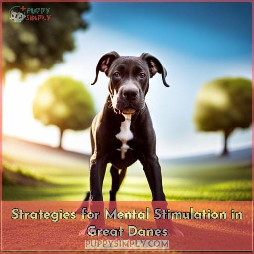 Strategies for Mental Stimulation in Great Danes