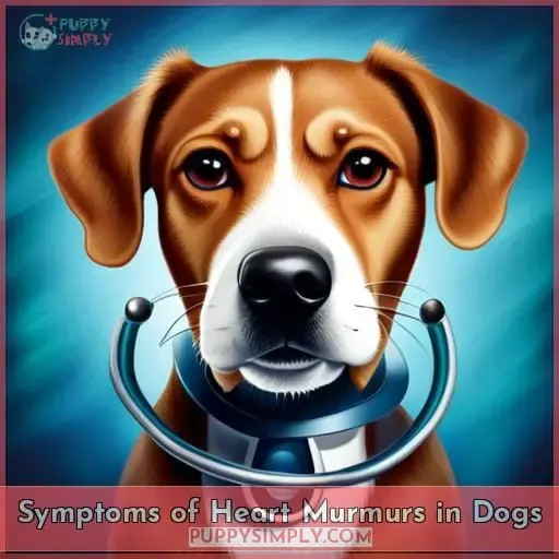 Symptoms of Heart Murmurs in Dogs