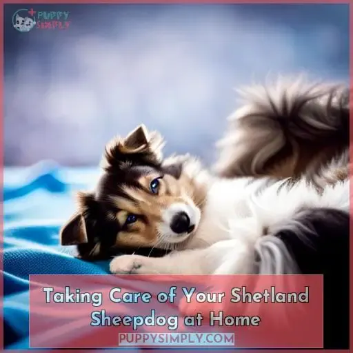 Taking Care of Your Shetland Sheepdog at Home