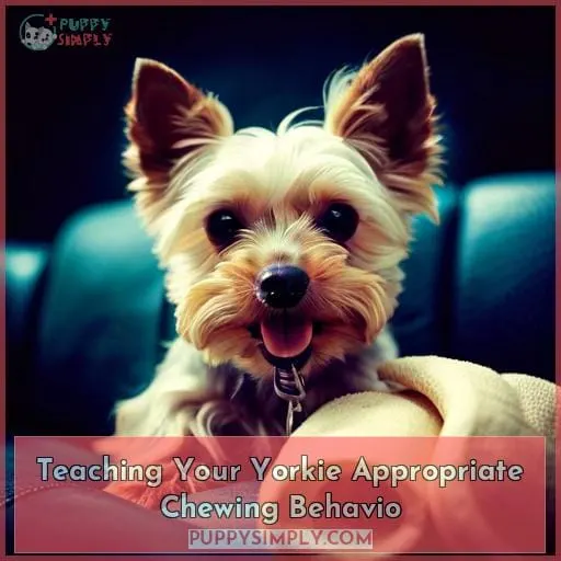 Teaching Your Yorkie Appropriate Chewing Behavio