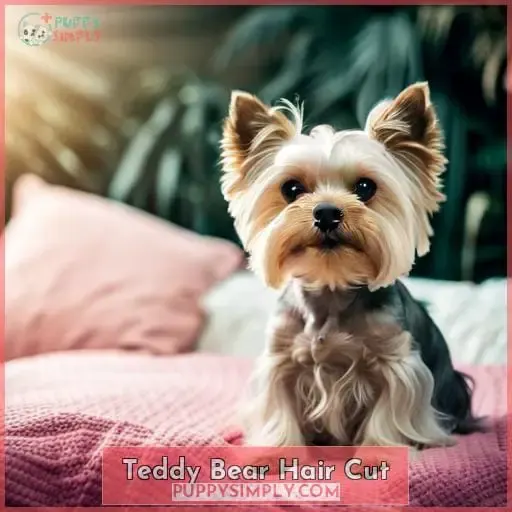 Teddy Bear Hair Cut