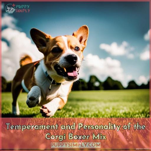 Temperament and Personality of the Corgi Boxer Mix