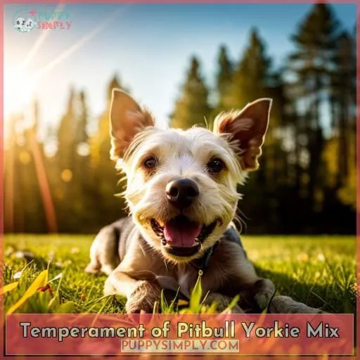 Temperament of Pitbull Yorkie Mix