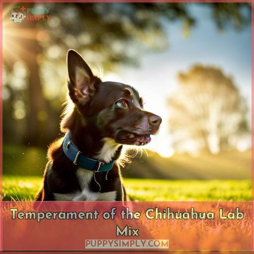 Temperament of the Chihuahua Lab Mix