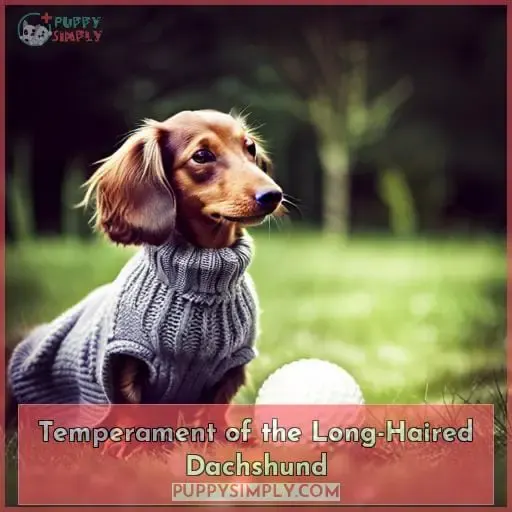 Temperament of the Long-Haired Dachshund