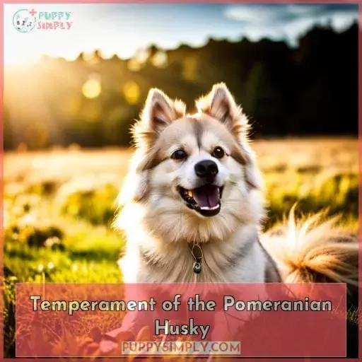 Temperament of the Pomeranian Husky