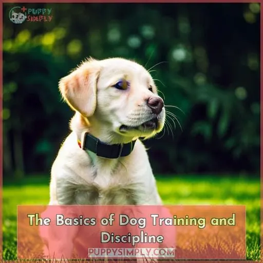 The Basics of Dog Training and Discipline